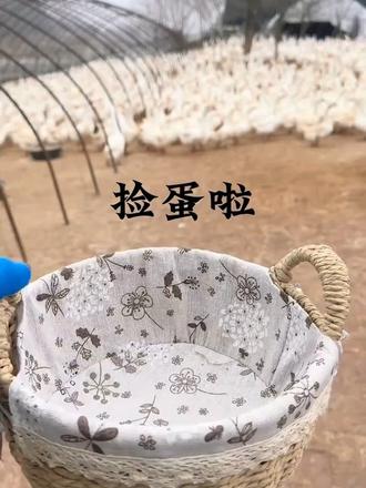 一分十九秒 速看一枚鹅蛋的一生
#日常分享 #美食