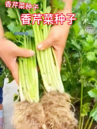 家人们,别错过小香芹菜种子!易种易活,撒种后适当浇水就能生长。生长周期短,很快就能收获。芹菜味浓郁,口感脆嫩,无论是炒、拌还是做汤,都能带来独特风味。阳台、小院都能种,喜欢的你.开启种植美味之旅!#香芹菜种子 #种菜俺是认真滴 #三农 #自己种的纯天然的绿色蔬菜 #优质种子推荐🔥