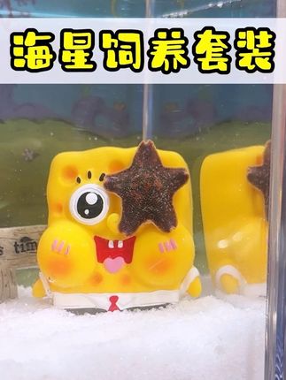 能养在桌面还会翻跟斗的派大星,你们见过吗?#派大星 #儿童礼物 #造景鱼缸 #海星 #科学探索