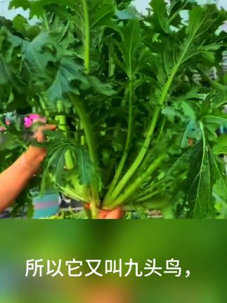 #雪里蕻种子 #在家种菜 #三农 #三农种植 #三农流量扶持计划