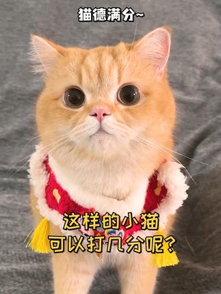 一只鱼蛋仔🐱