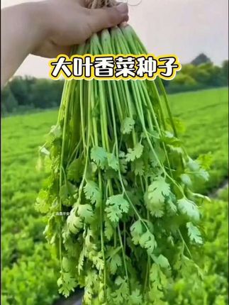 大叶香菜种子@上热门🔥🔥🔥 #蔬菜种植    四季可播,阳台小院轻松种~ #香菜种子 #蔬菜种子 #香菜种植 #四季蔬菜种子