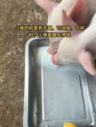 商城补贴即将开始,便宜好几块,买到就是赚了 #养猪人 #养猪技术 #自繁自养 #养猪人不容易 #养猪人加油干