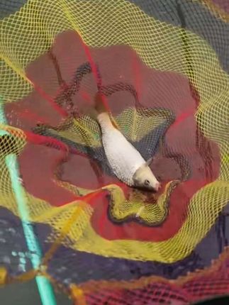 #户外钓鱼 一天钓一条,上了一条就没动静了