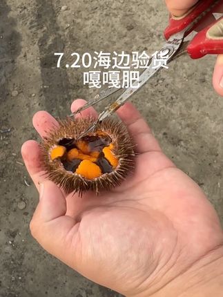 7.20海边验货 今天的海胆依旧保持品质,嘎嘎肥