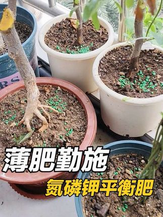 薄肥勤施#三元复合肥 #阳台种植 #花卉绿植 #施肥 #三角梅施肥