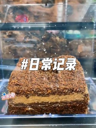 尼富寄居蟹专用进口椰糠椰砖小颗粒不粘身爬宠垫材蜕皮专用椰糠