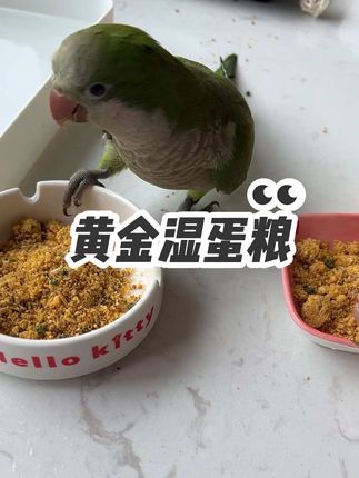 吃的最快的一款鹦鹉粮#爱宠驿站 #湿蛋粮 #鹦鹉增肥 #鹦鹉挑食