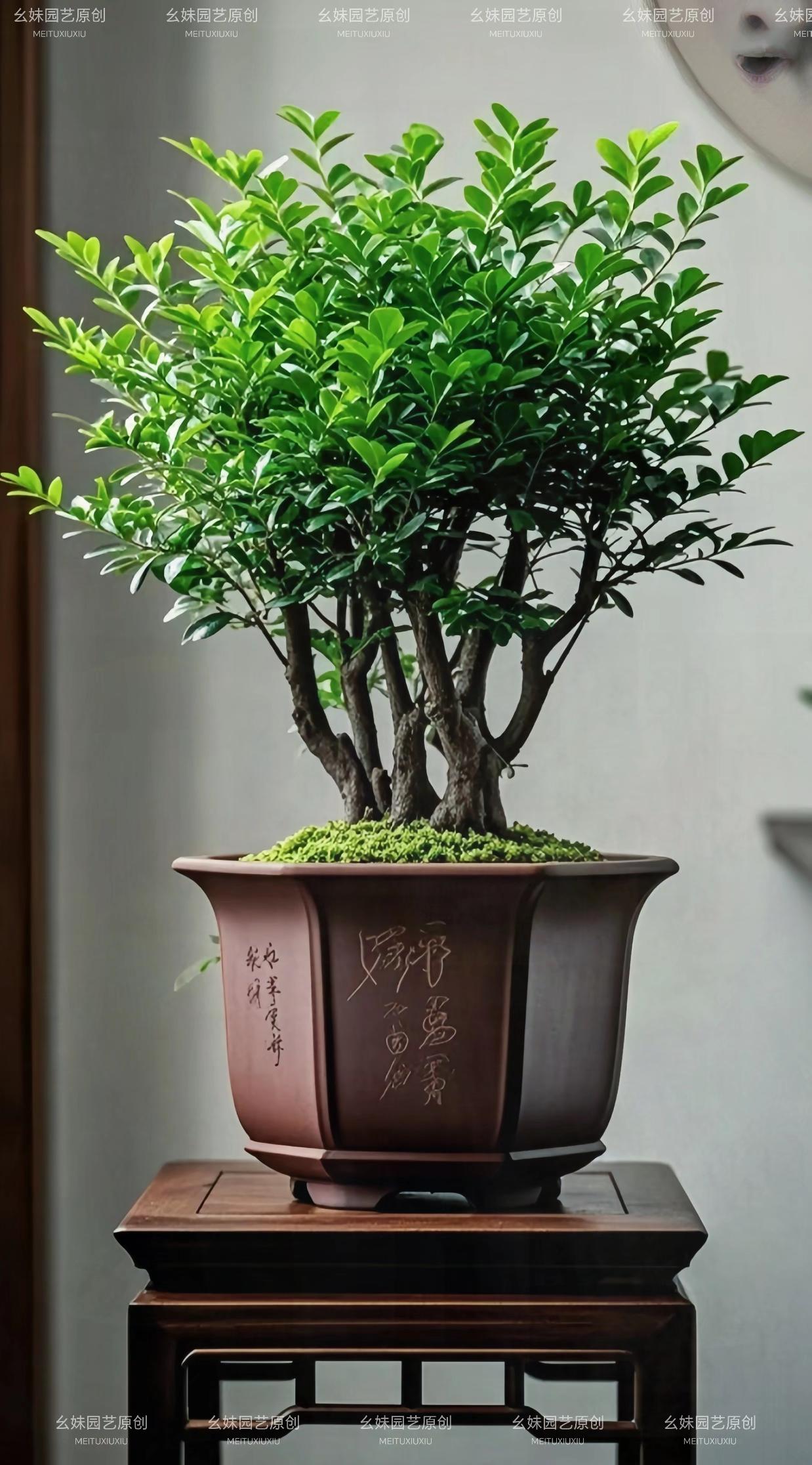 小叶紫檀盆栽。千年紫檀淬时光,匠艺雕琢绽风华。小叶紫檀盆景以虬曲枝干勾勒岁月风骨,每道纹路都沉淀着光阴的故事,宛如立体的丹青长卷缓缓铺展。叶色温润若玉,老叶凝墨含韵,新芽鲜翠欲滴,四季常绿的生机里跃动着生命的蓬勃力量。 摆于书房案几,墨香与檀韵交织,构筑出静谧悠然的精神栖所;陈列客厅雅处,自成一隅东方意境,尽展古典美学的深邃韵味。它天性顽强,耐得住干燥,喜居于半阴,无需繁复养护,却能悄然为生活注入自然意趣。这融
