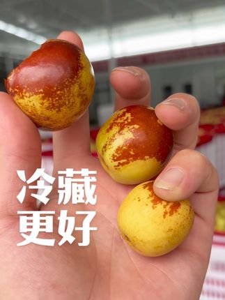 凌晨采摘的大荔冬枣,到手冷藏再吃更脆甜#一口掉进水果味的夏天 #优质农产品 #大荔冬枣