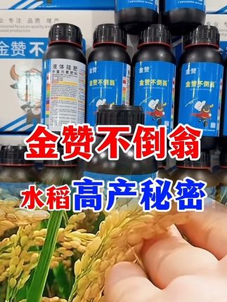 金赞不倒翁水稻高产丰收不倒伏中性硅好兑药 金赞不倒翁水稻高产丰收不倒伏中性硅好兑药#水稻种植 #水稻 #硅肥 #金赞不倒翁 #水稻病虫害