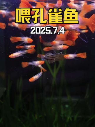 喂孔雀鱼自制贴片鱼食2025.7.4 #养鱼日记 #孔雀鱼 #观赏鱼 #鱼粮 #鱼食