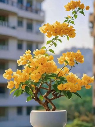 #三角梅#加州黄金#花卉绿植 #阳台种植 #园艺