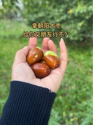 #爬树摘果
