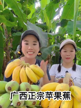 #广西苹果蕉#原产地直发水果 #广西水果 #自然成熟 #三农 广西正宗苹果蕉香甜软糯优质农产品。