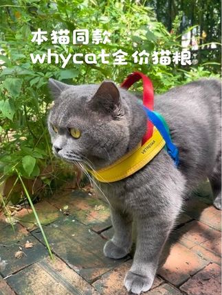 猫咖带你养好猫,护好钱包。#whycat猫粮 #猫咖推荐 #全价猫粮 #新手养猫好物推荐 #养宠家庭