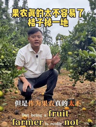 遇到降温下雨,桔子掉落一地,果农们太不容易了 一年的收成马上进入采摘期,台风来了,下雨又降温,今年桔子又不好卖#雪峰蜜桔#洞口雪峰蜜桔#水果 #农村生活
