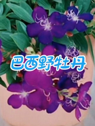 #家庭养花 #巴西野牡丹 #爱生活爱养花 #净化空气 #室内绿植