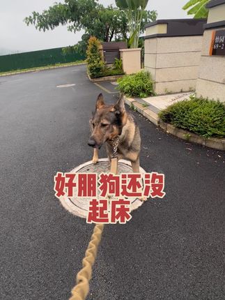 才8点,人家还睡觉呢.#萌宠 #毛孩子的日常 #警犬 退役警犬#昆明犬