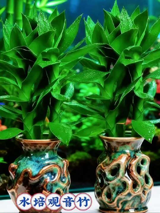 #水培观音竹