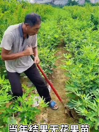 无花果种植 #无花果苗 #三农