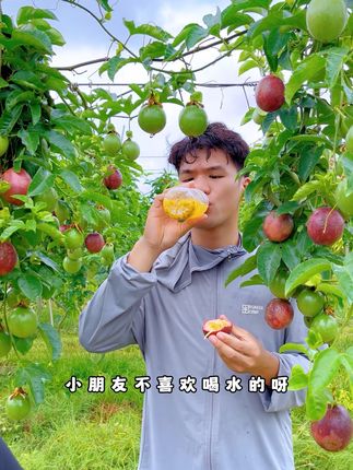 经典酸香紫皮百香果,视频里这位8岁的小朋友超喜欢 #紫皮百香果 #百香果 #优质农产品 #新鲜应季水果 #酸