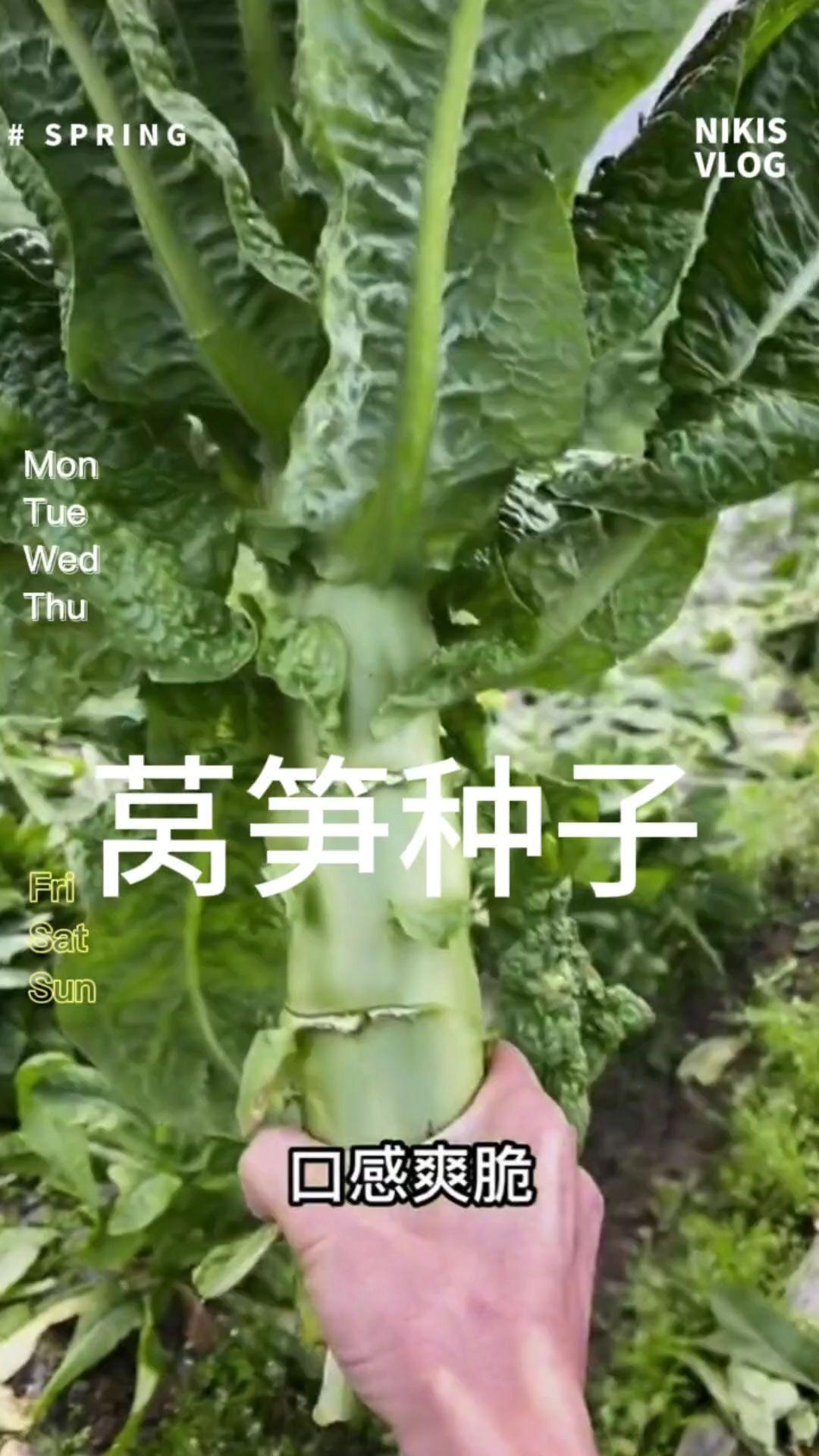 莴笋#蔬菜种子 #阳台种菜 #我爱种菜 #种植小技巧 #莴笋