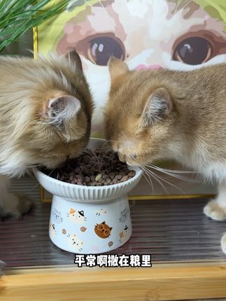 养小公猫可得多上心这些问题,这个宠倍安蔓越莓真不能缺!#猫咪 #新手养猫 #萌宠好物 #科学养宠攻略 #养猫人