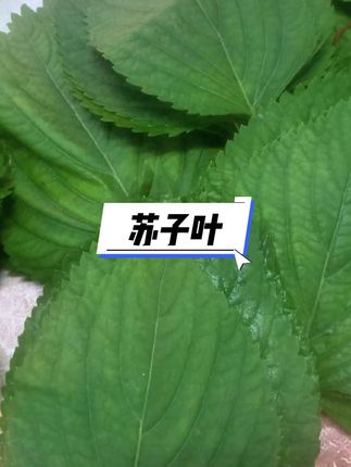 苏子叶 #苏子叶