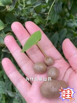 新鲜山药豆来了🤤🤤🤤#优质农产品 #快来看看 #健康食材 #有喜欢的吗 @创作灵感小助手 @我要上热门