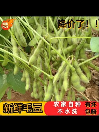 顺丰包邮新鲜带壳毛豆青豆荚新鲜精选采摘净重毛豆泡沫箱冰袋发货#带壳毛豆 #毛豆 #毛豆炒肉 #带壳毛豆的做法 #毛豆的做法
