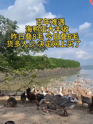 烤海鸭蛋10枚#流油海鸭蛋 #腌鸭蛋 #海鸭蛋流油 #农产品