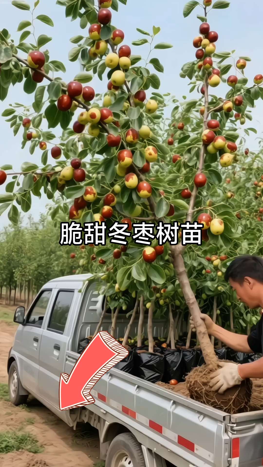 家人们脆甜冬枣树苗来了~冬枣树苗直销:当年栽种易成活,来年尝鲜脆甜冬枣! 精选高甜度冬枣嫁接苗,果大肉厚、脆嫩多汁,咬一口满是清甜。树苗根系健壮,耐旱耐活,南北方庭院、阳台盆栽都能种,不用费心打理也能长势好。 现在下单享超值福利,买苗即送专属养护指南,从定植到挂果全程贴心指导,新手也能轻松种出高产冬枣。自家种的冬枣新鲜无农残,老人小孩都爱吃,早种早享丰收! #冬枣树苗 #家庭果树种植 #脆甜冬枣苗 #新手种植果树@抖加🔥上热门🔥dou+🔥热点宝 @