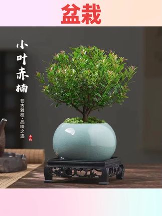 #养花小知识 室内小绿植小叶赤楠老桩盆景苗植物花卉微景观水培办公室内好养四#家庭养花 #花卉绿植 #花卉养护 #国庆节好物