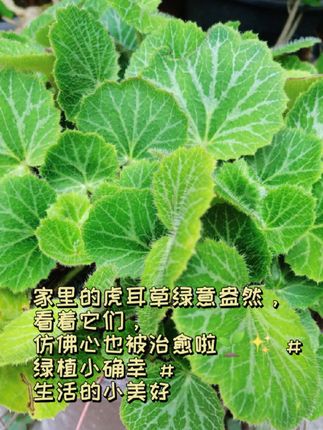虎耳草#阿喜生活馆 #种植的乐趣 #植物 #身边植物 #绿色