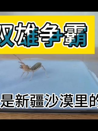 双雄争霸 #原创视频