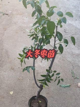 枣树苗发货了,品种齐全,各种规格,好养易活#果树苗 #盆栽地栽 #果树苗