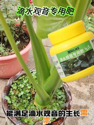 #滴水观音专用肥料#农资肥料