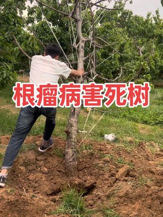 #根瘤 #根瘤菌 #病虫害防治 #果树种植 #樱桃树