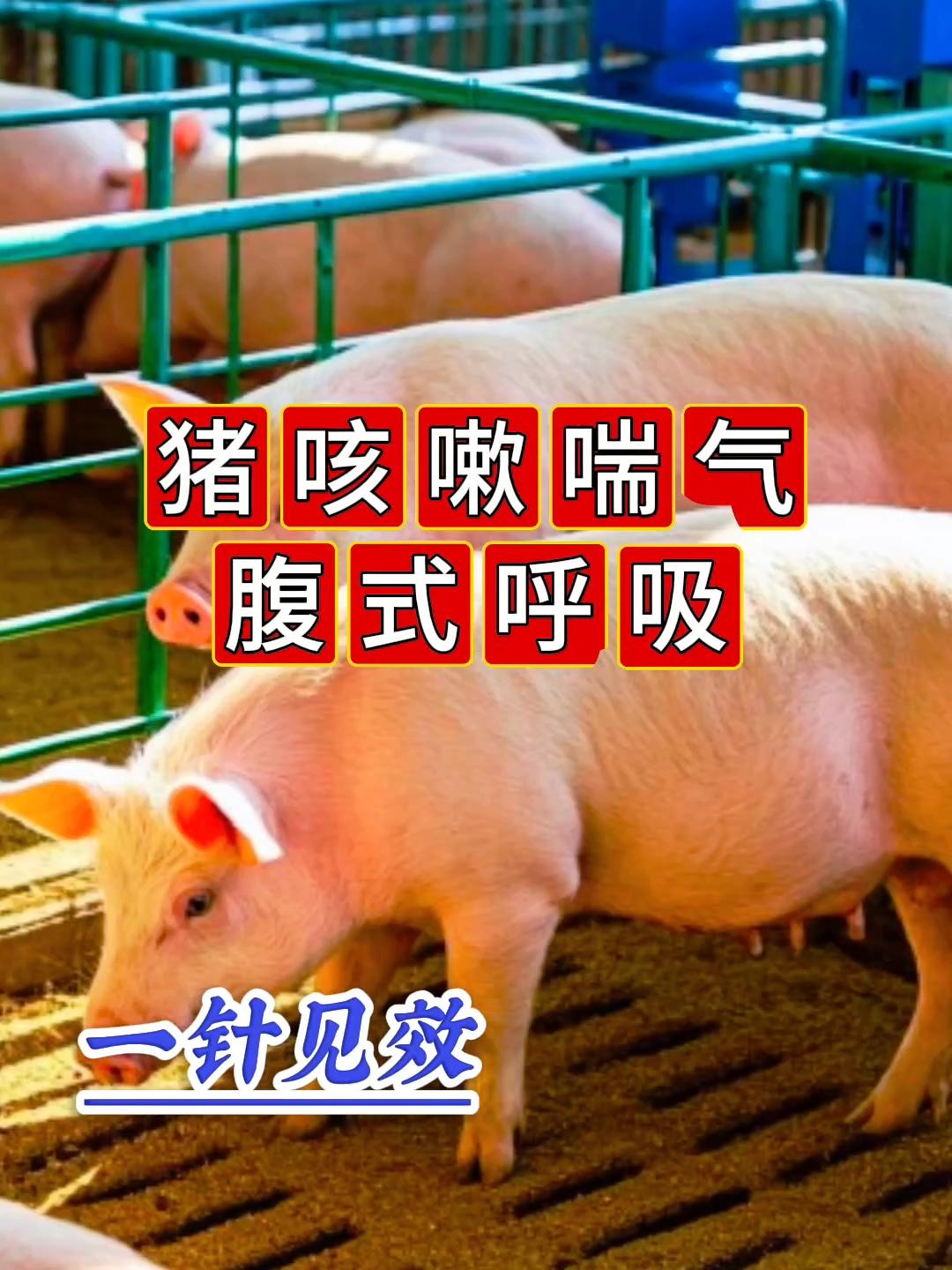 #养猪人#养猪#养猪人不容易#猪病防控#养猪人加油干