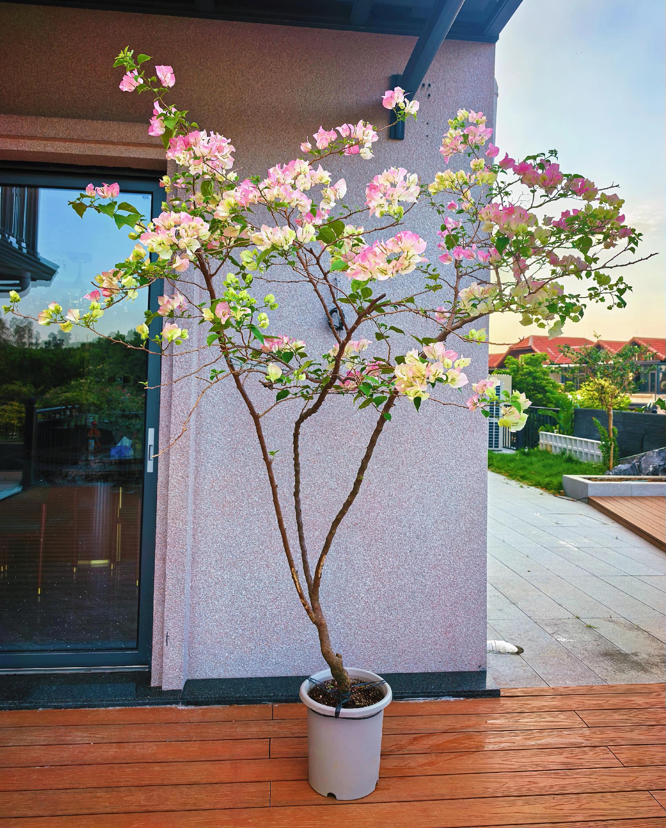 被你们放弃的基础款其实不基础。很多花友放弃绿樱,觉得太普通了,到处都有,连绿化带都是,但是这个品种真的很经典,你家还有绿樱吗?看看你的图#三角梅养护 #三角梅拍照 #三角梅老桩 #绿樱