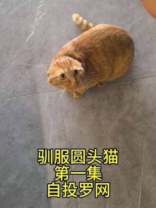 驯服圆头猫《第一集》自投罗网 #哈气猫 #不让撸的猫 #哈基米 #圆头猫 #没有耳朵的猫