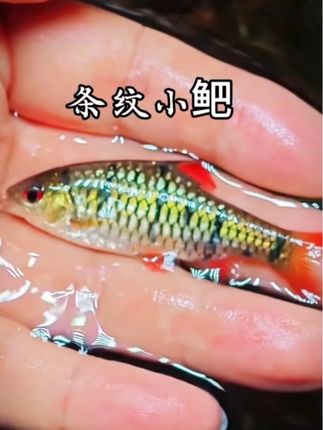 别再纠结养啥鱼!条纹小鲃自带“简约高级感”,游起来灵动不闹腾,混养不挑缸,颜值性价比双在线!#条纹小鲃#冷水鱼#水族爱好者 #鱼缸里的大自然 #萌宠推荐官