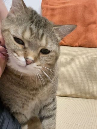 来咯来咯~#每日一贴 #讨零食 #我和我的猫