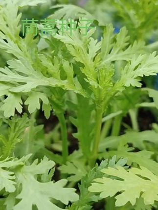 好吃又好种的花叶茼蒿,现在正是种植的好时期,阳台小院都可种#茼蒿种#优质种子推荐