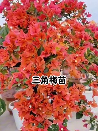 #三角梅苗 #三角梅 #爱生活爱养花 #家庭种植 #花卉绿植