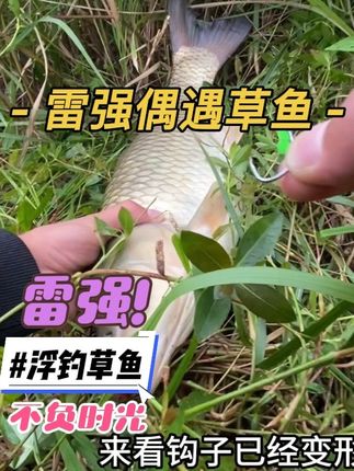 第125集II 今年的雷强季以草鱼完美结束!#路亚雷强 #浮钓草鱼 #钓鱼人就是这么疯狂