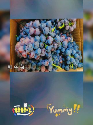 #优质农产品 #口感特别好 #新鲜应季水果 #新鲜上市 #葡萄🍇