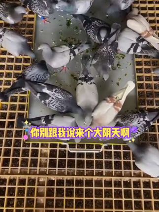 #赛鸽 #信鸽 #信鸽赛鸽 #信鸽比赛 #养鸽人