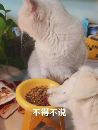 玫斯烘焙夹心猫粮新品试吃来咯,夹心酥脆,好吃到小狗都来抢啦~#玫斯 #玫斯猫粮 #玫斯鲜焙曲奇猫粮 #猫粮 #新手养猫